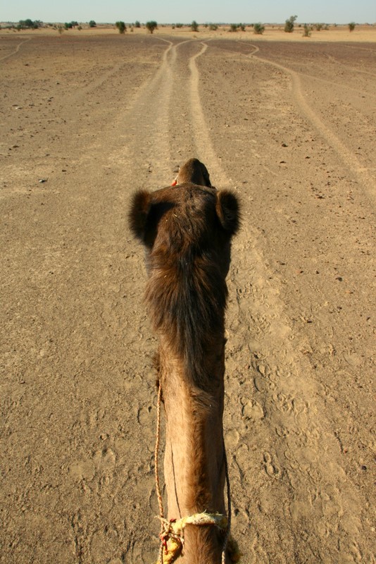 The view from the back of Anthony's camel