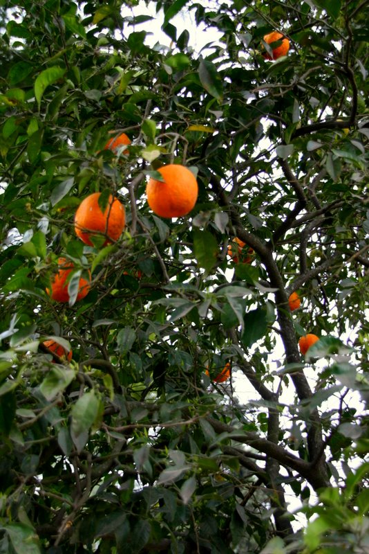 Oranges everywhere!